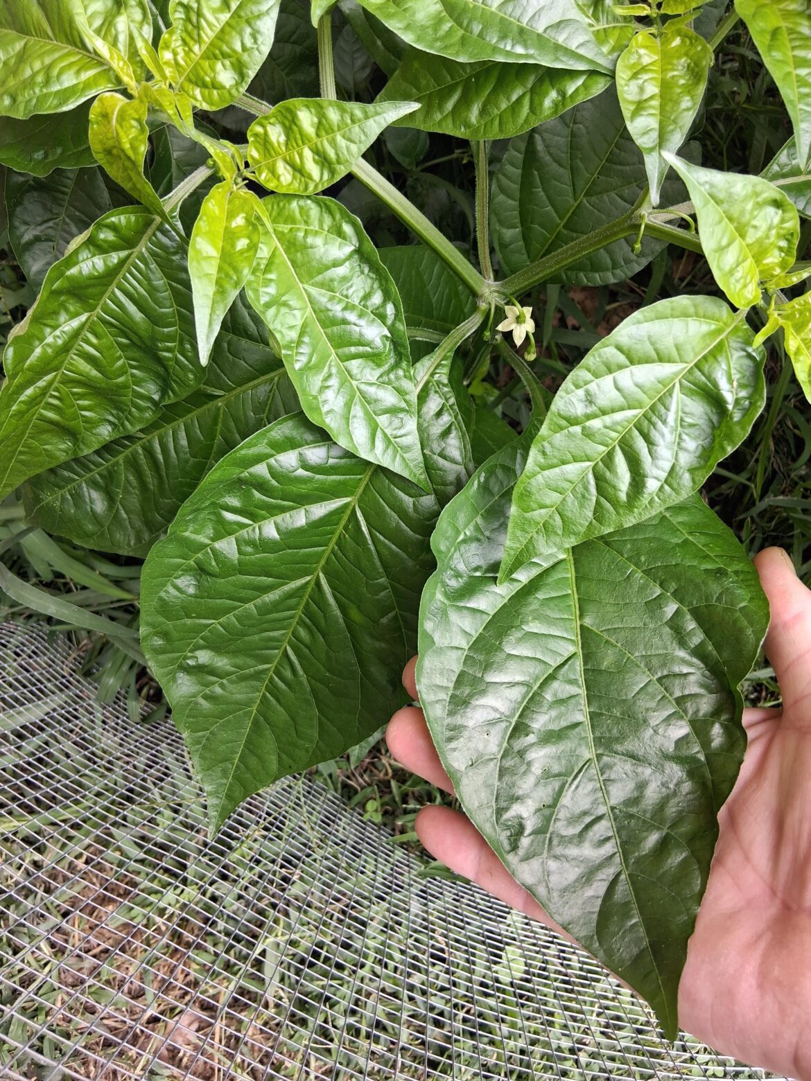 The leaves on my Habs, normal?