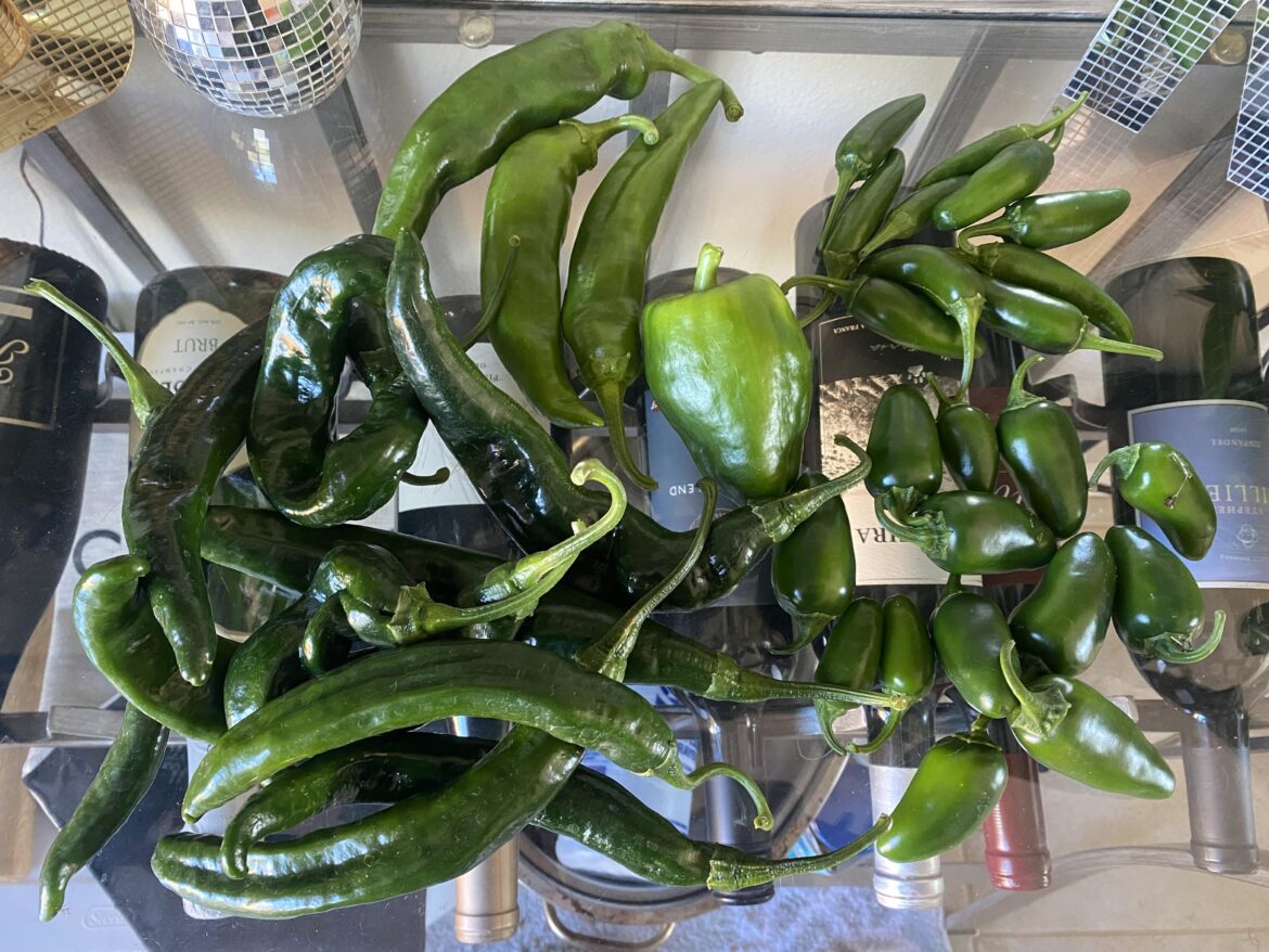 Today’s harvest Today’s harvest