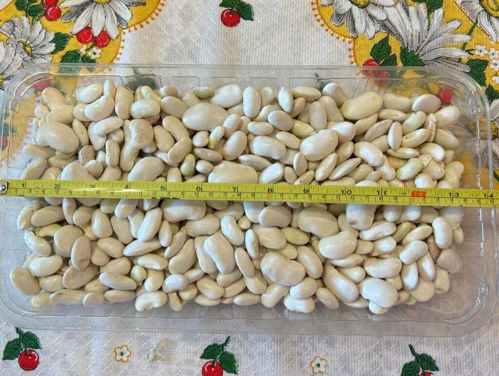 Beans from my mother’s garden