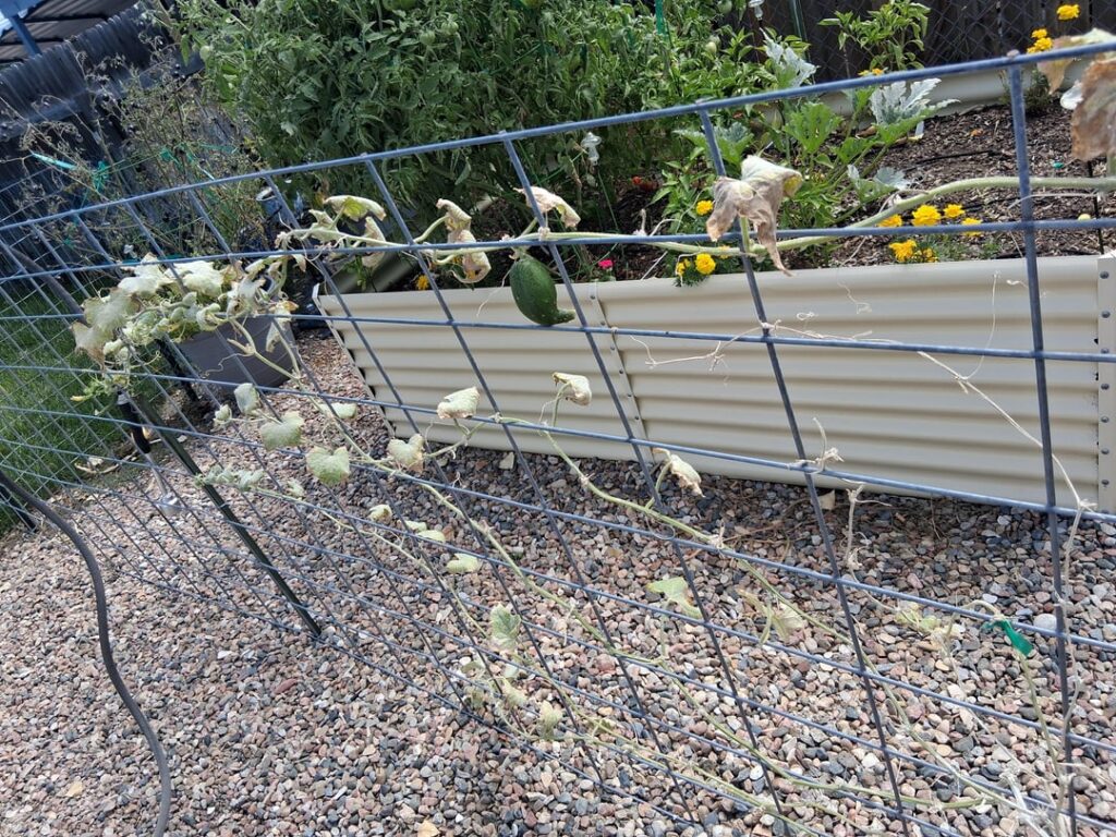 Any advice on what's wrong with this cucumber plant?