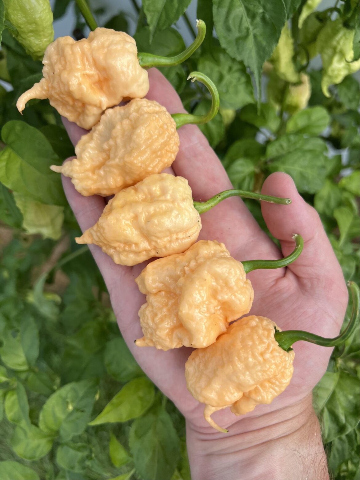 Peach Miasma peppers. Superhot and super unique looks.