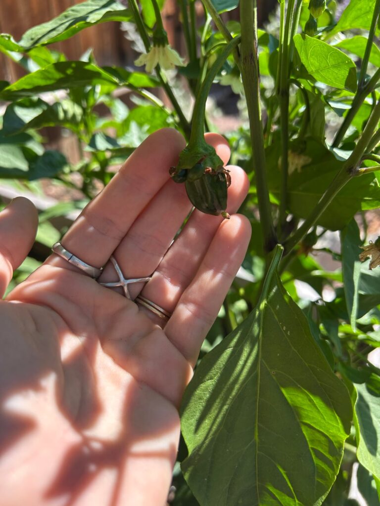 What peppers are these?