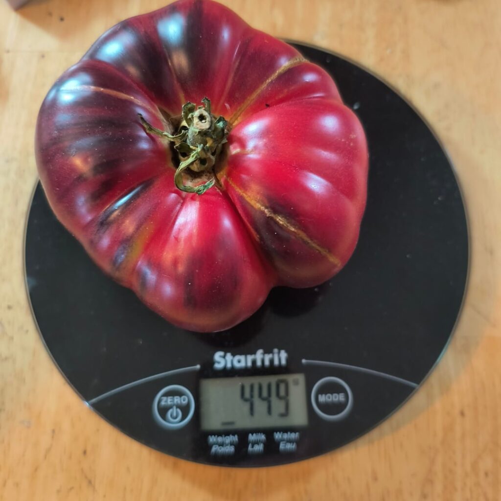 My biggest Mar Azul.