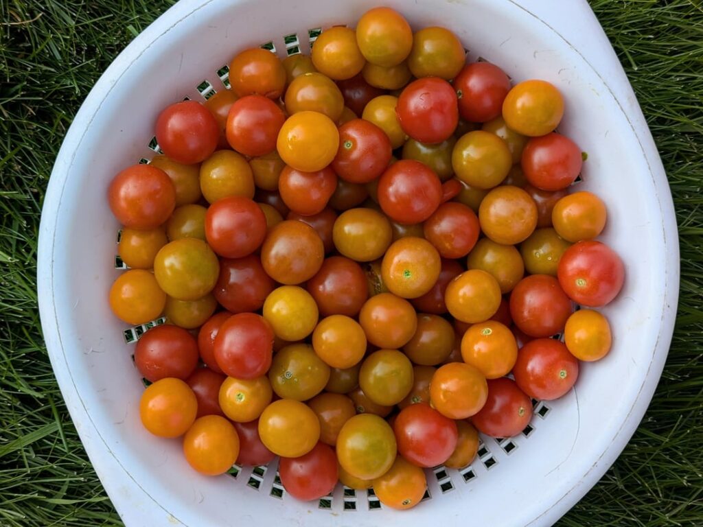 Home garden Sun Gold & Super Sweet 100 cherry tomato harvest