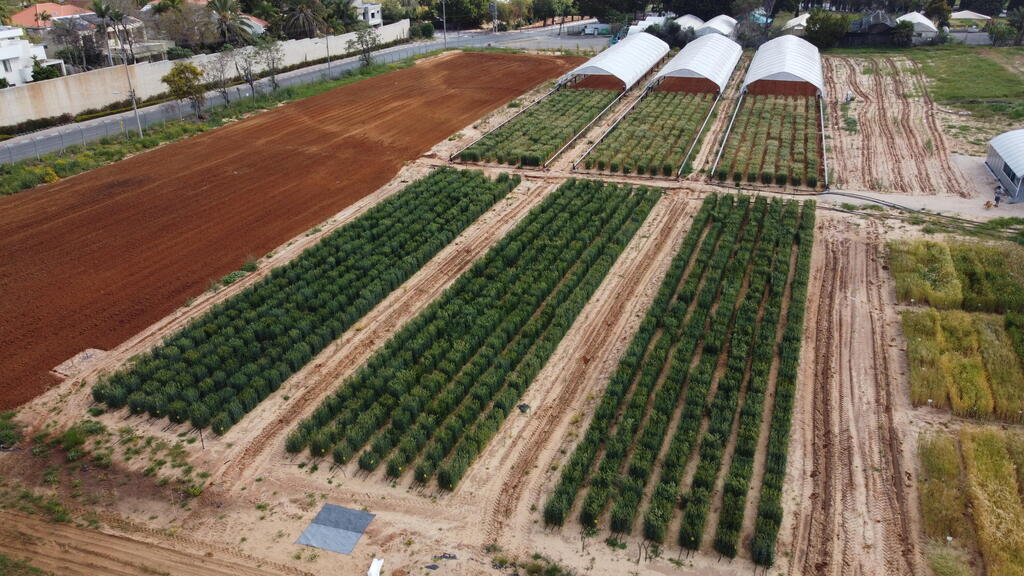 More than 90% of Israel’s supply of grains and fish, and over 80% of legumes, oilseeds, peanuts and nuts (Photo: Roy Sadeh, Dr. Itai Herman and Prof. Zvi Peleg) השטח בו בוצע המחקר על זני החיטה העמידים בפני יובש