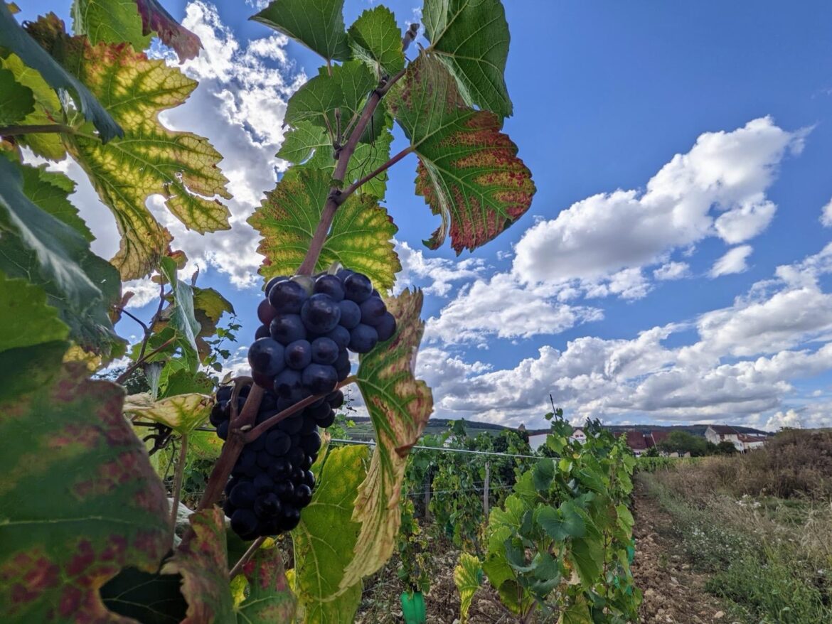 Burgundy is beautiful OC