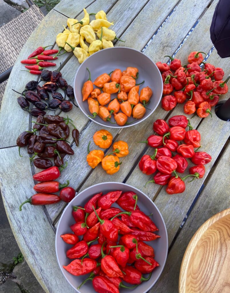 Hot and colorful 🌶️