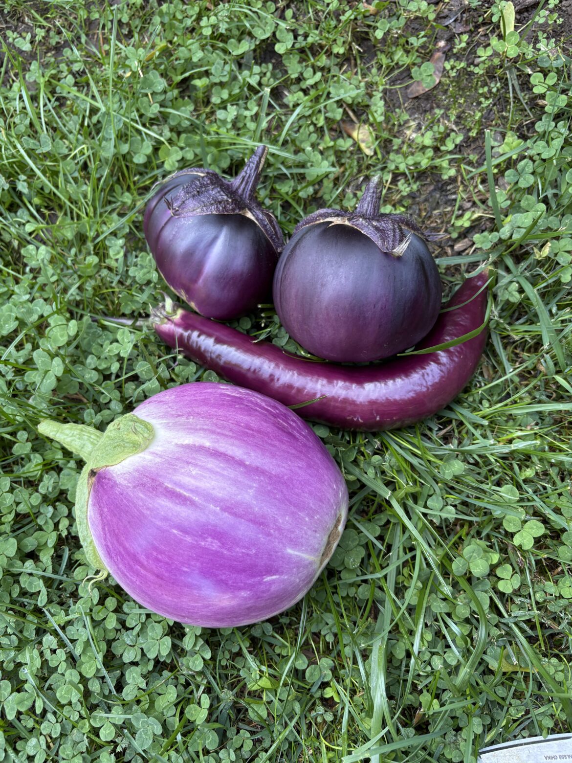 Picked all three types of the eggplants I’m growing this year today