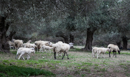 sheep in an olive grove