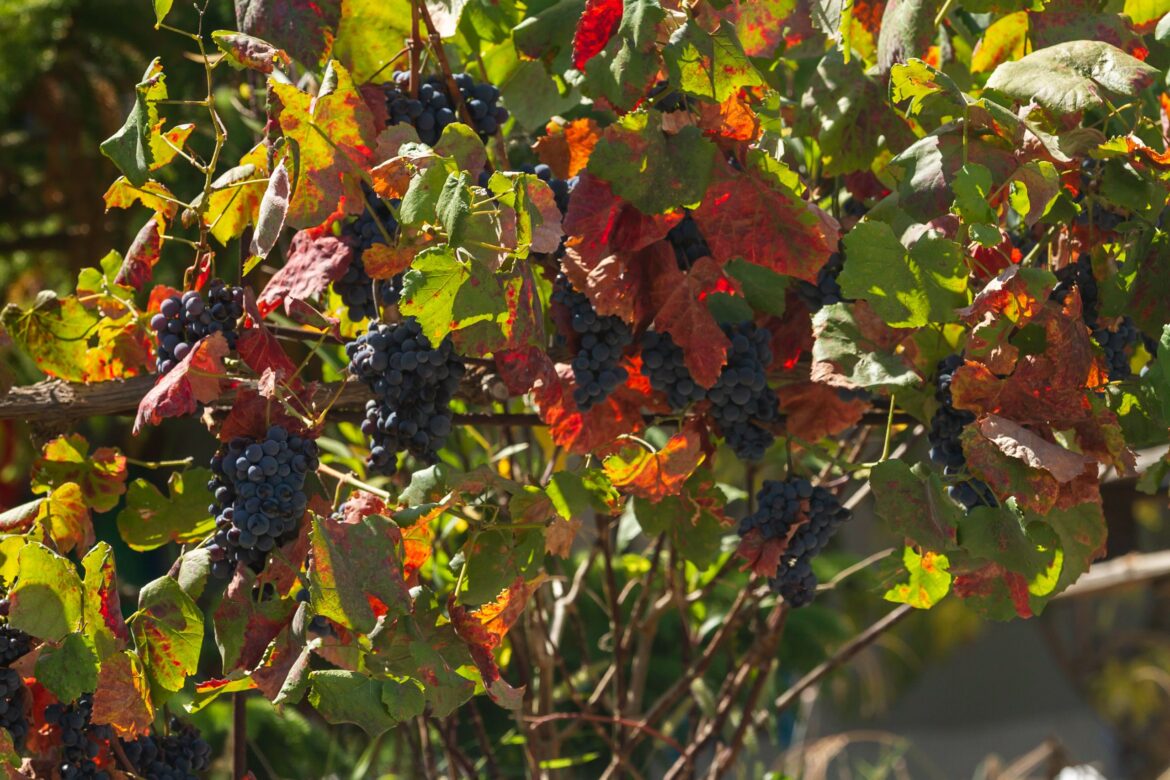 From the Comforts of the City to Grandpa’s Olive Grove