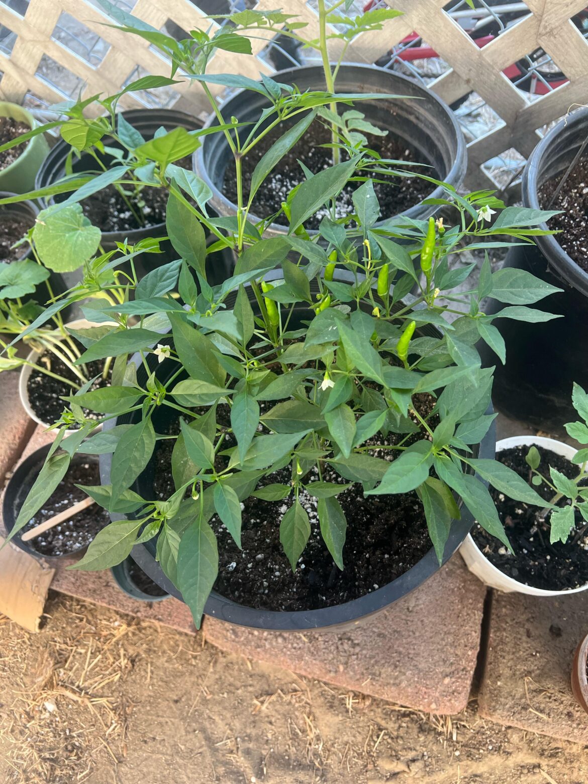 How long for my Thai dragon peppers to turn red?