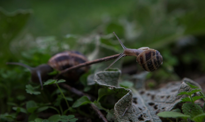 a closeup of a snail on a branch above some leaves, near the ground