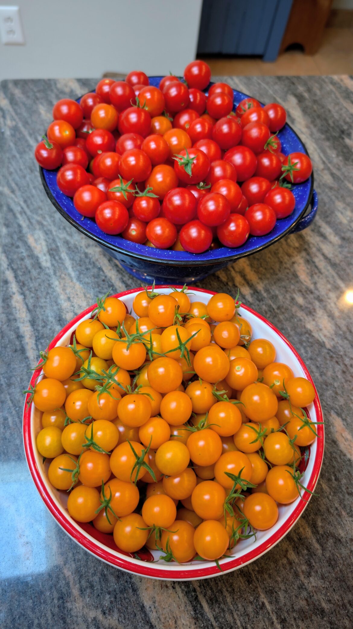 Harvested one billion cherry tomatoes. Going back for another billion tomorrow