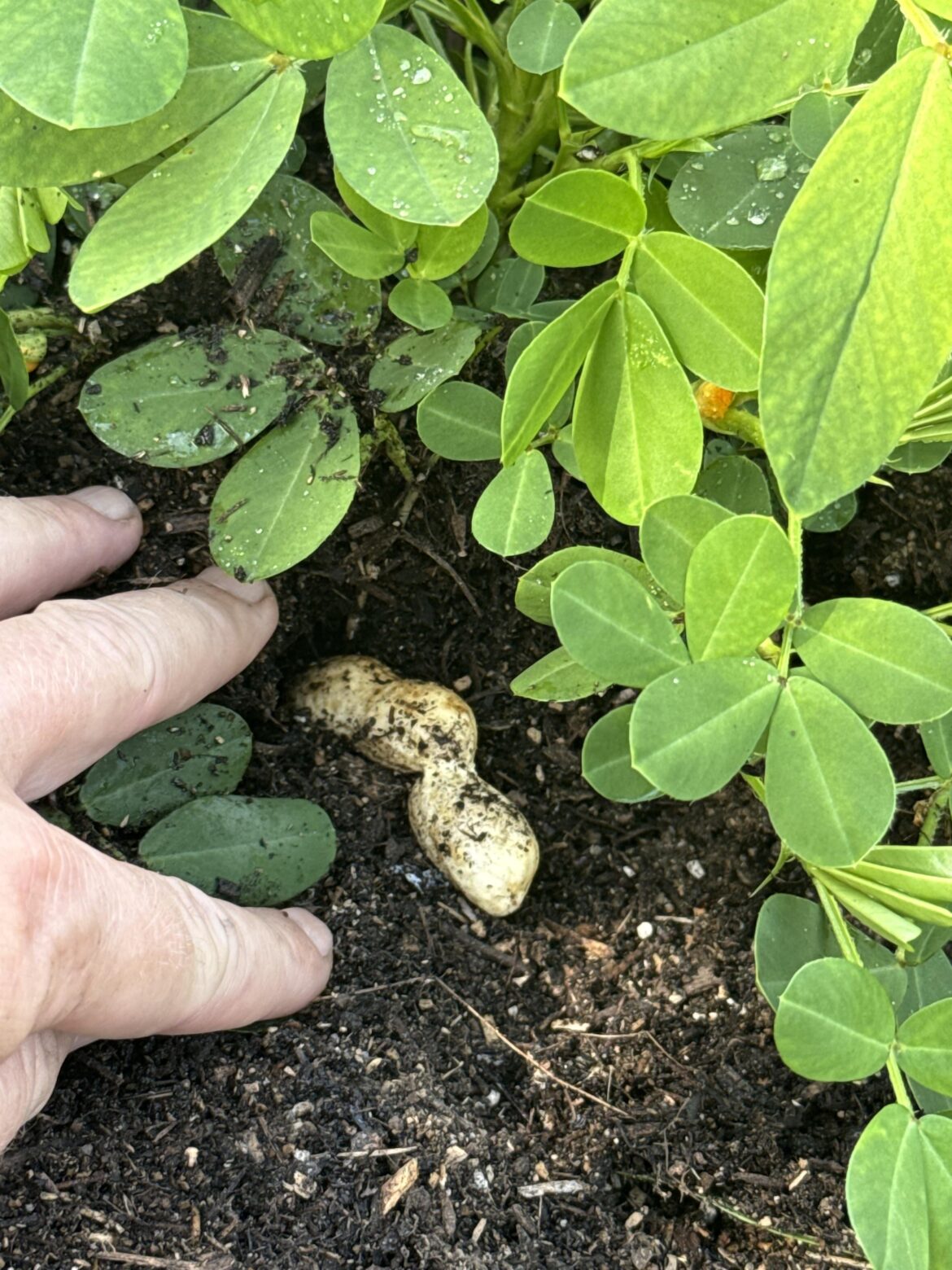 First time peanut grower :)