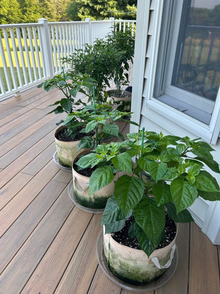 My 2025 Superhot Journey- A photo essay