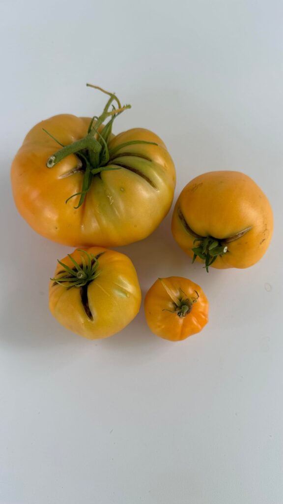 Some of my harvest, newbie to vegetable gardening.