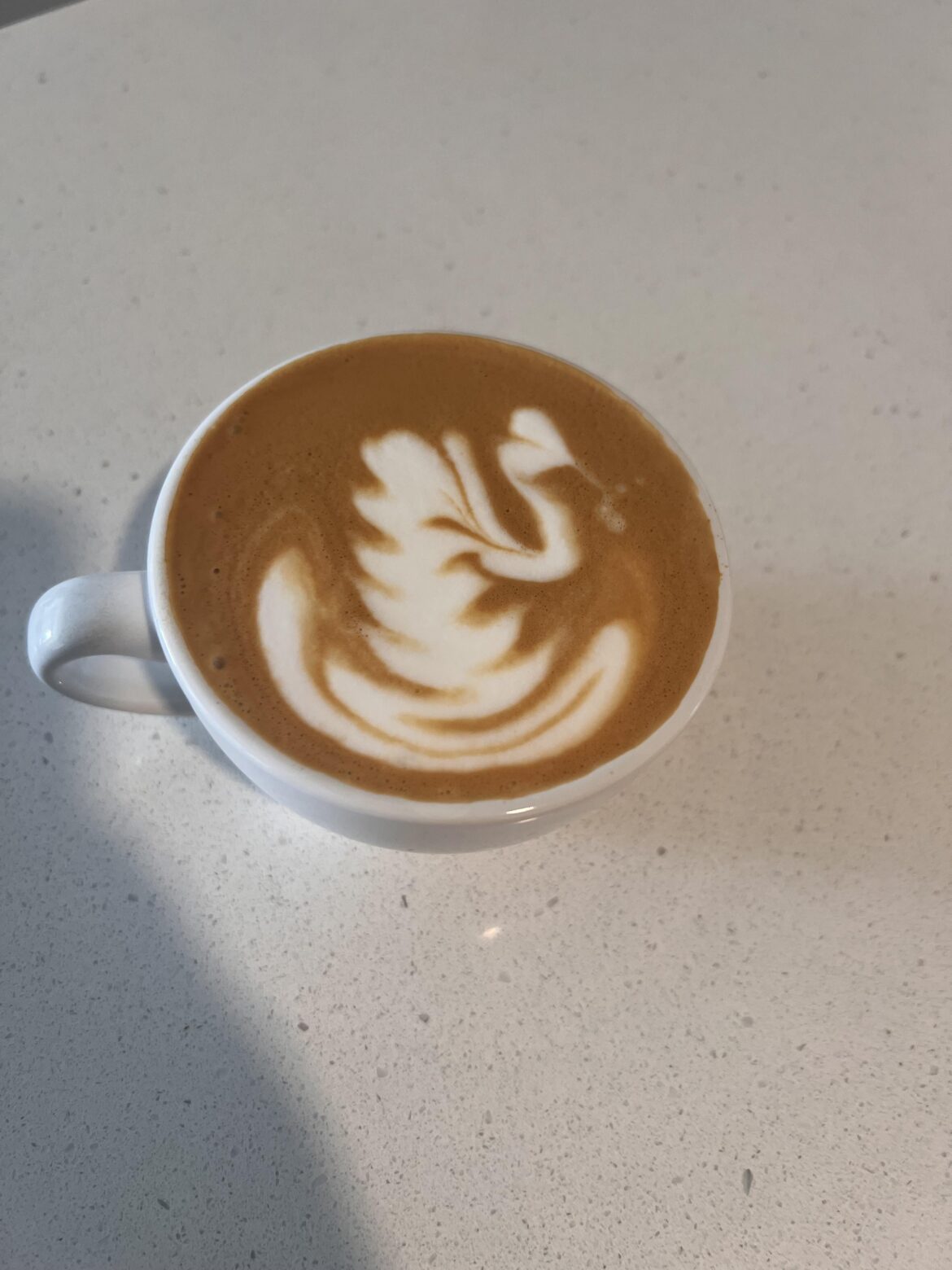 My first swan!