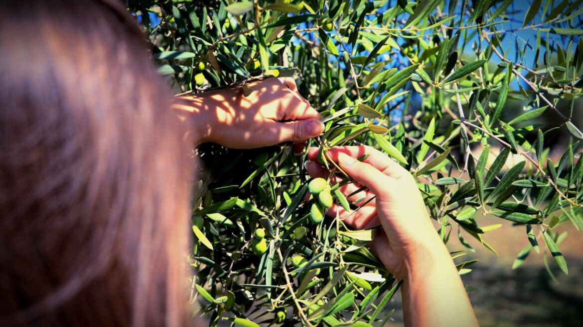 New Guidelines for Tourist Olive Picking in Italy Olive Oil Times