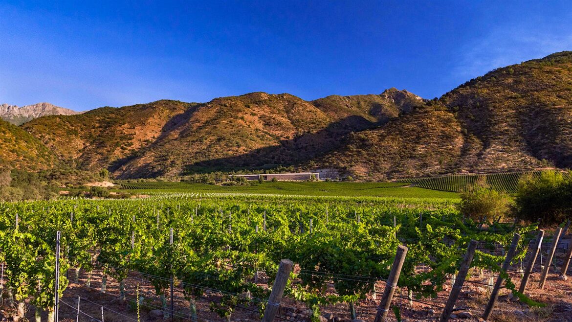 8 Exuberant Chilean Reds Up to 93 Points 8 Exuberant Chilean Reds Up to 93 Points