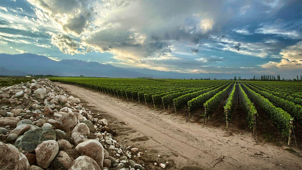 8 Exciting Argentine Reds Up to 92 Points 8 Exciting Argentine Reds Up to 92 Points