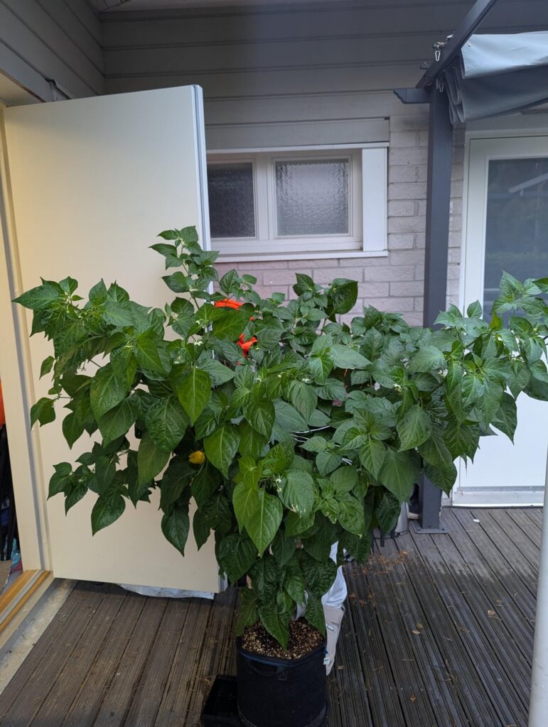 Had move my Golden Hananero inside! Had move my Golden Hananero inside!