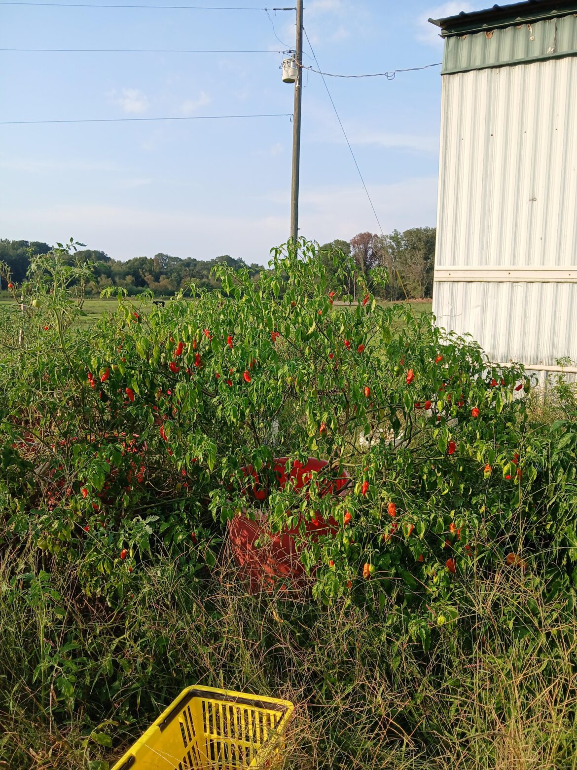 They won't STOP GROWING