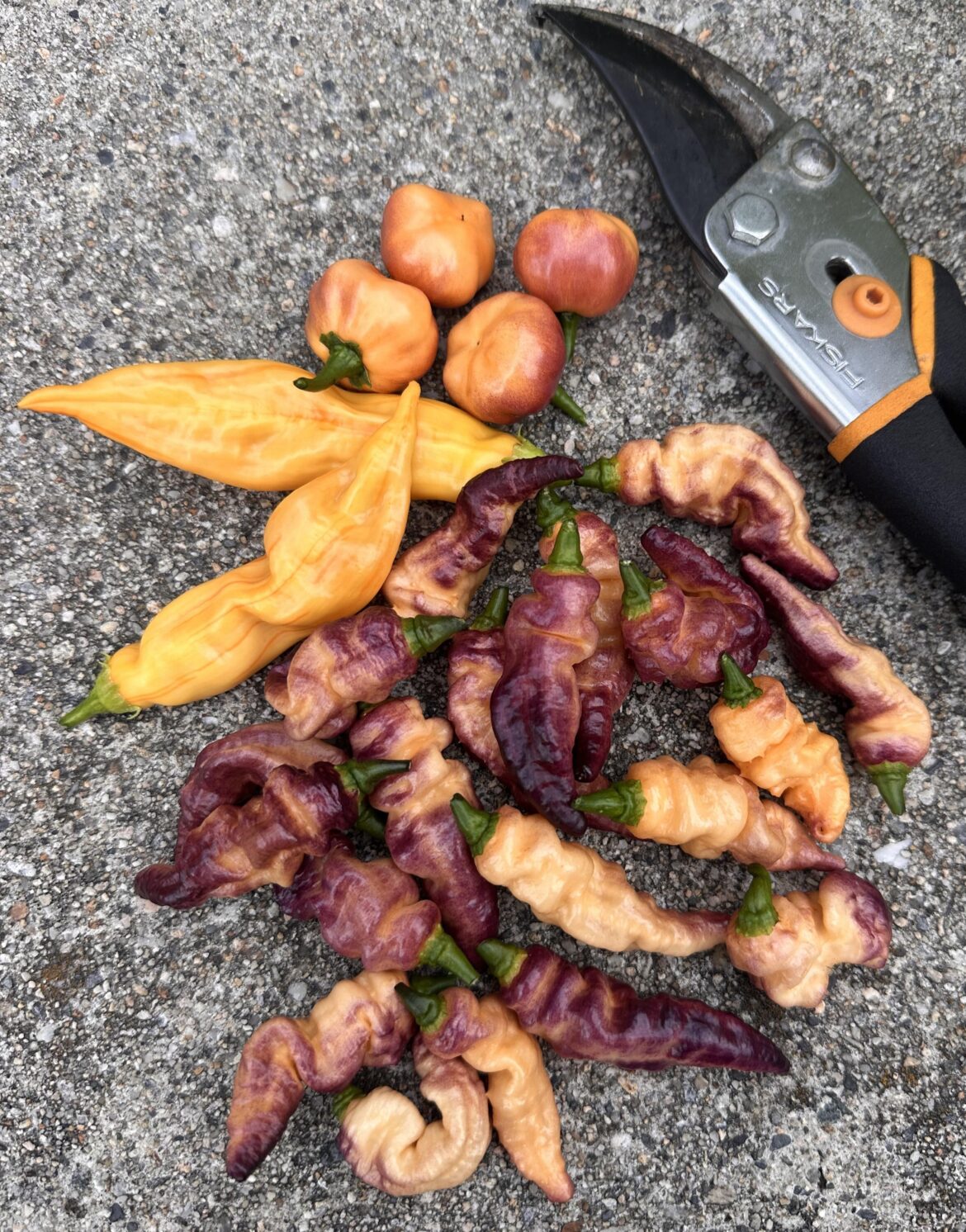 Why must the pain be so pretty?