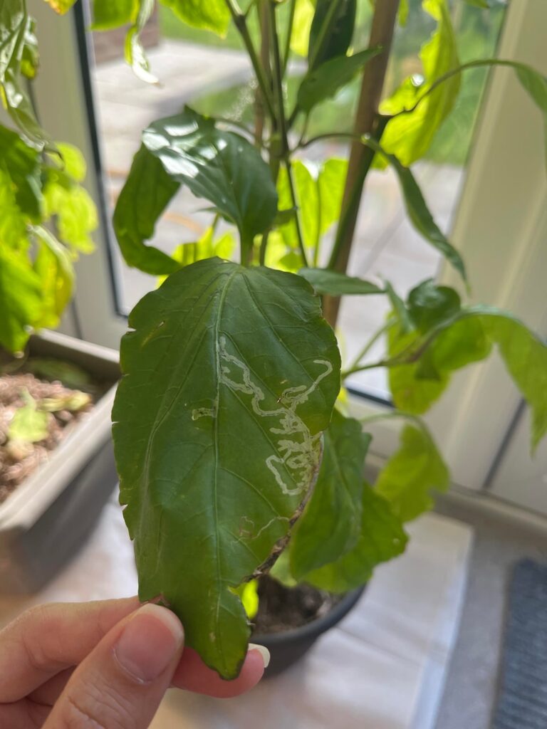 Pepper leaves browning and drying edges Pepper leaves browning and drying edges