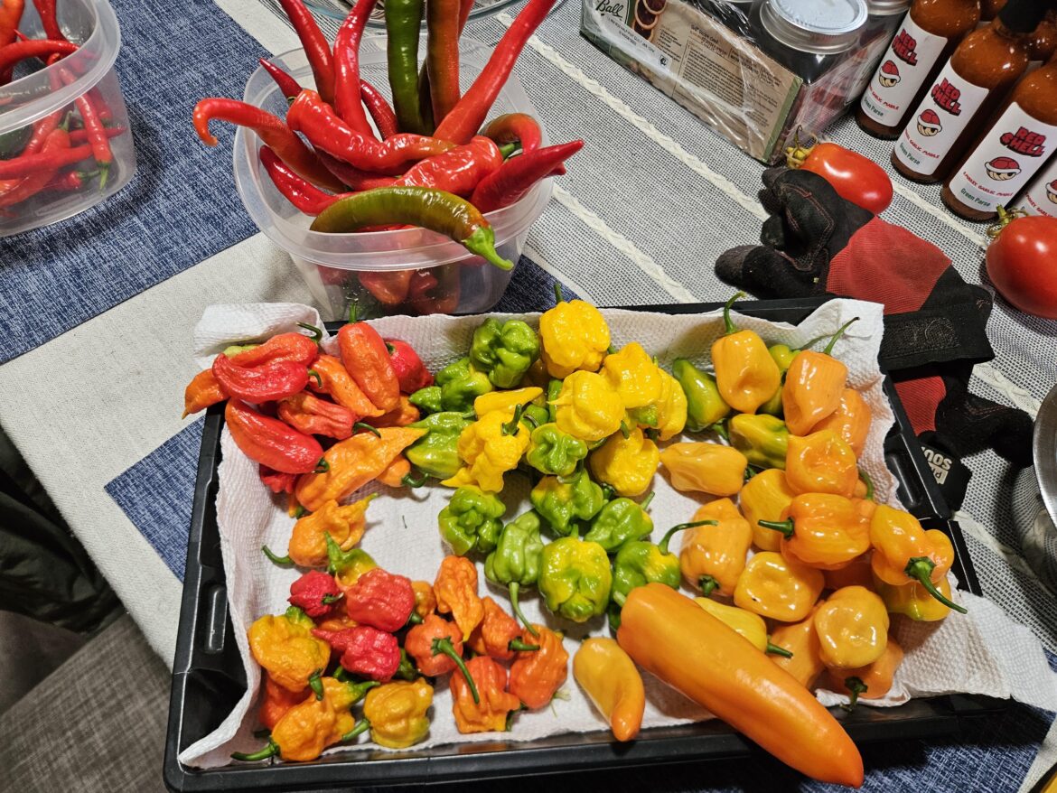 Today's harvest in Rhode Island
