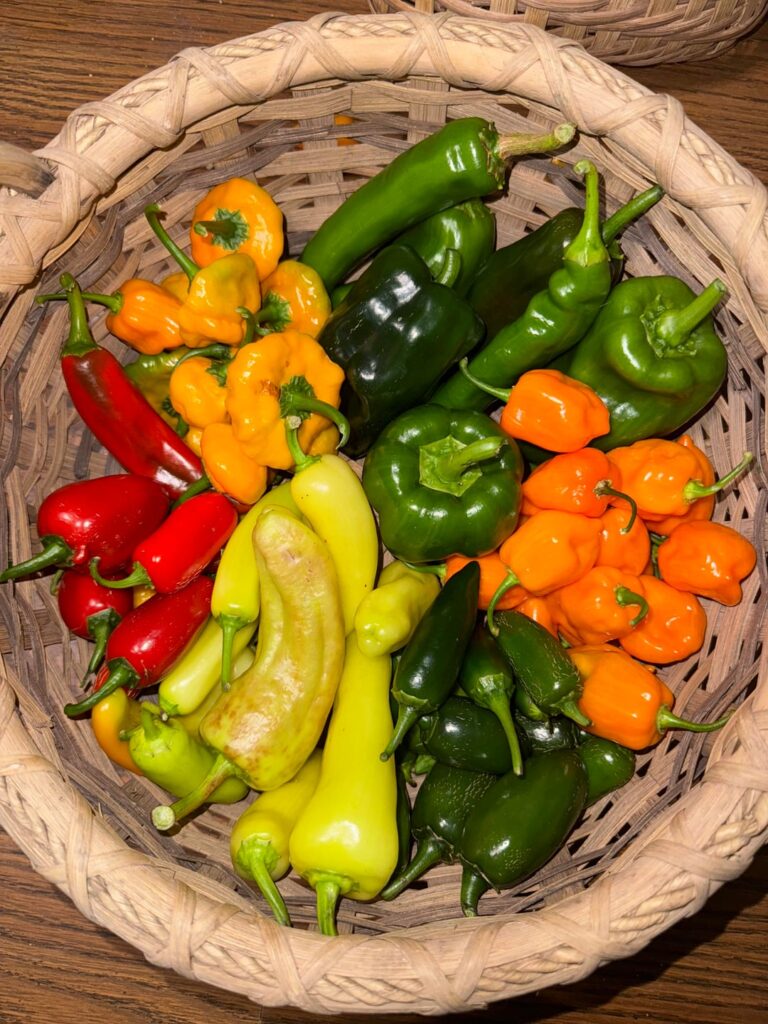 My husband did so well with our peppers this year I wanted to show them off!