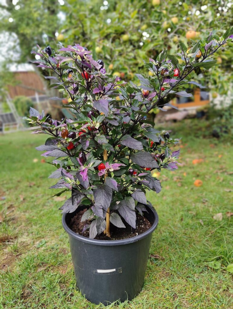 One of the prettiest pepper plants I have ever grown