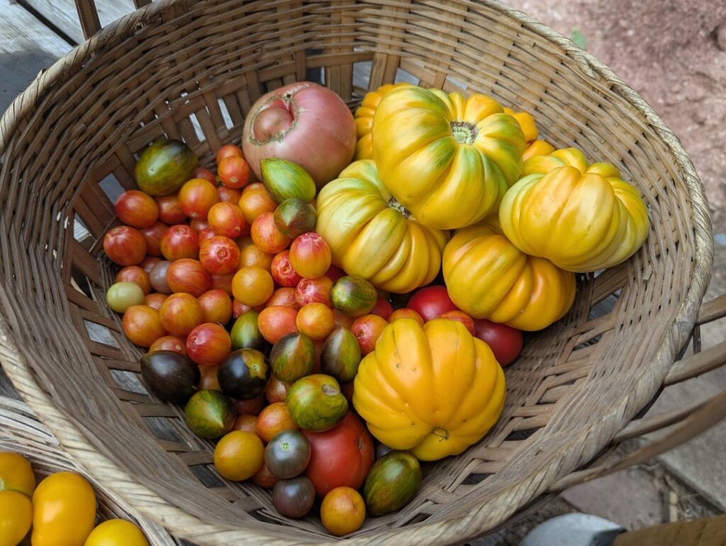 When people tell you not to plant when temps are in the 40s at night, IGNORE THEM. 10lb harvest today. When people tell you not to plant when temps are in the 40s at night, IGNORE THEM. 10lb harvest today.