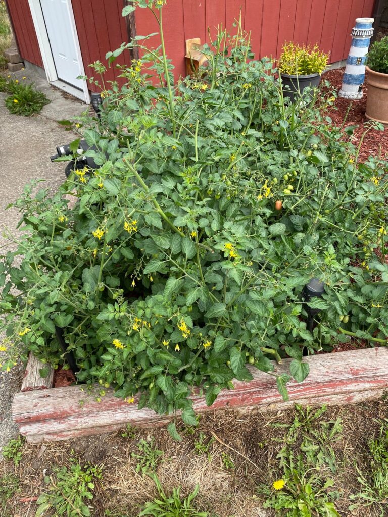 My volunteer tomato plants that cannot stop pumping out tomatoes.