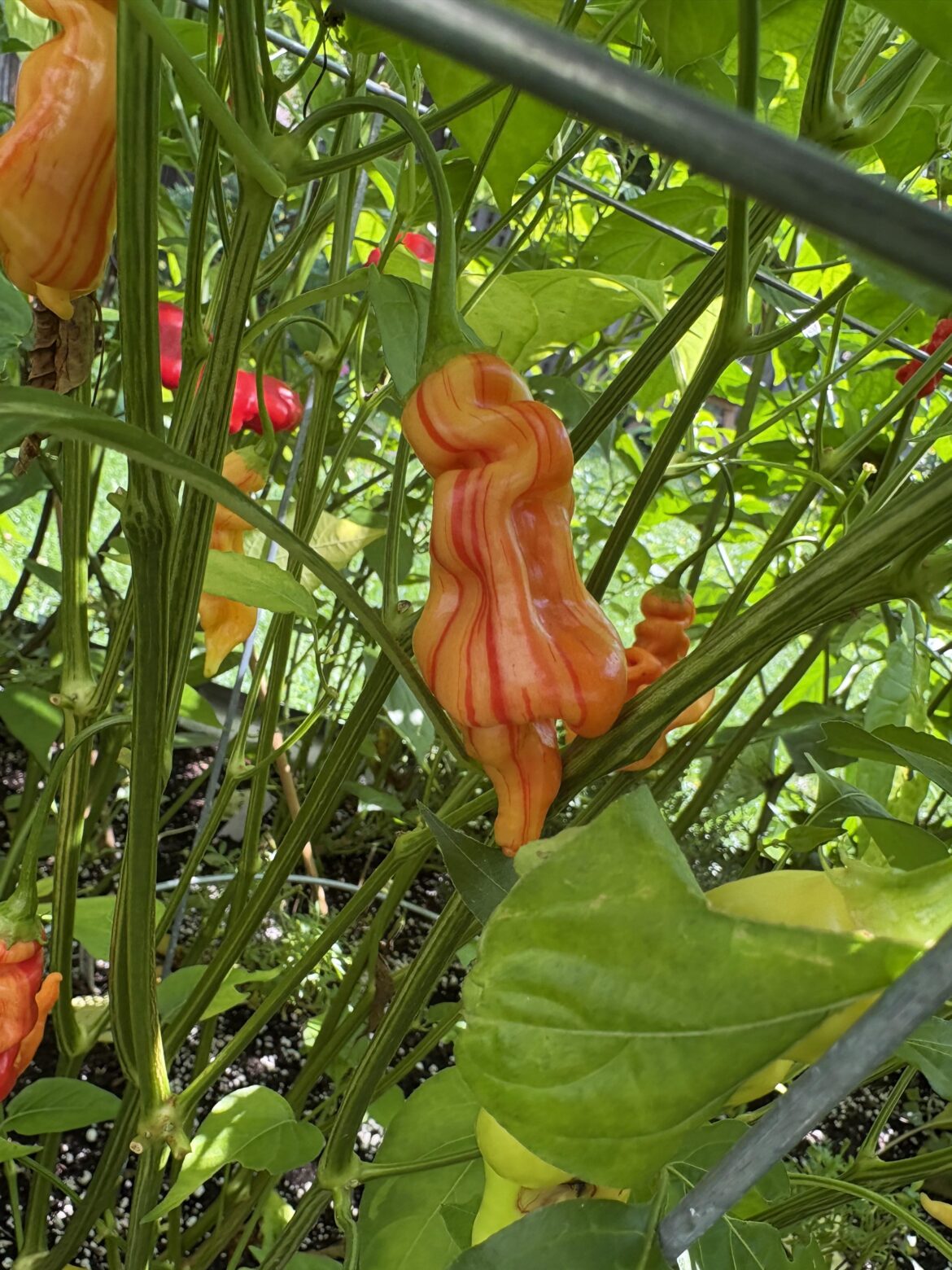 Sugar Rush Stripey finishing up.