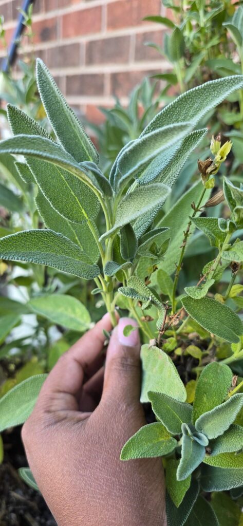 My *mostly* homegrown herbs. I'm really excited for Thanksgiving this year 🥹