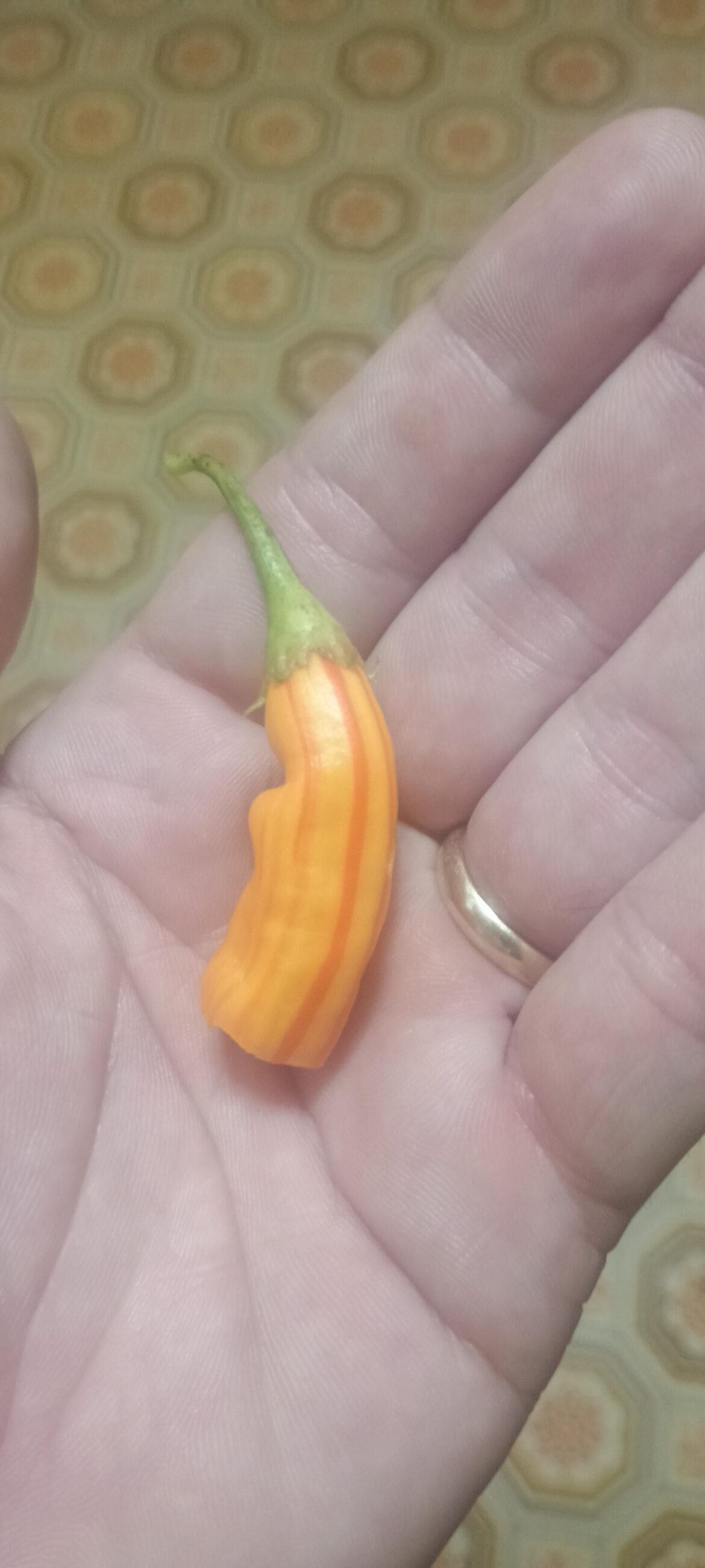 Mystery pepper Mystery pepper