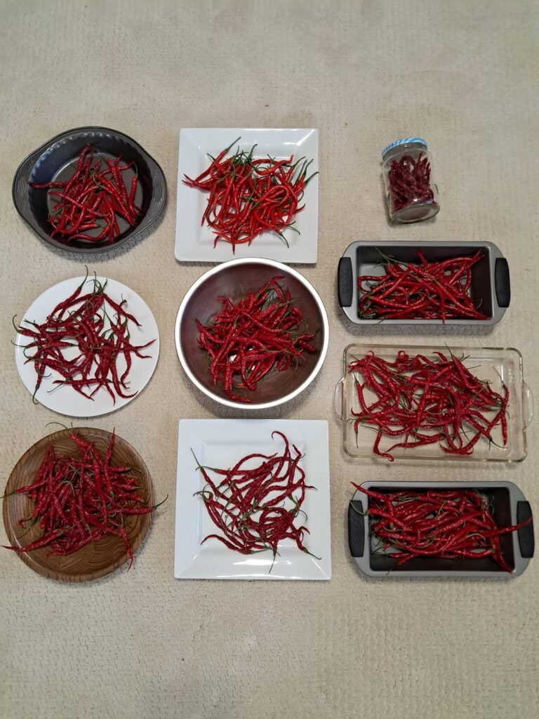 Most of the Long Thin Cayenne that my two plants have produced since August 1