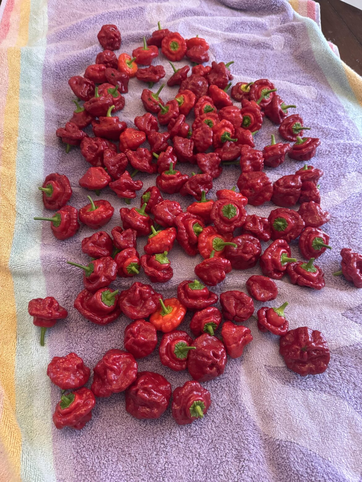 Overwhelmed and don’t know what to do with all these 😅