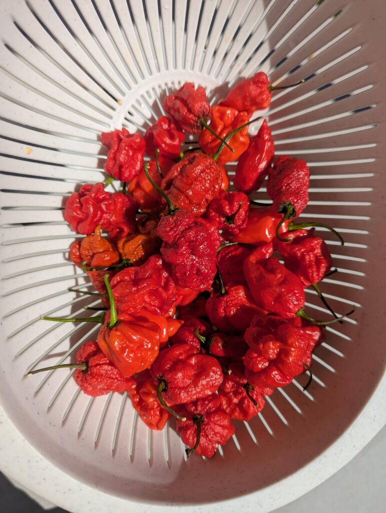 *edit* does anyone else LICK the knife after cutting up a bunch of superhots?