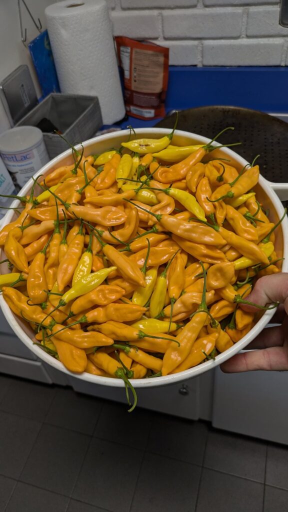 Aji Melocoton and Lemon Drops