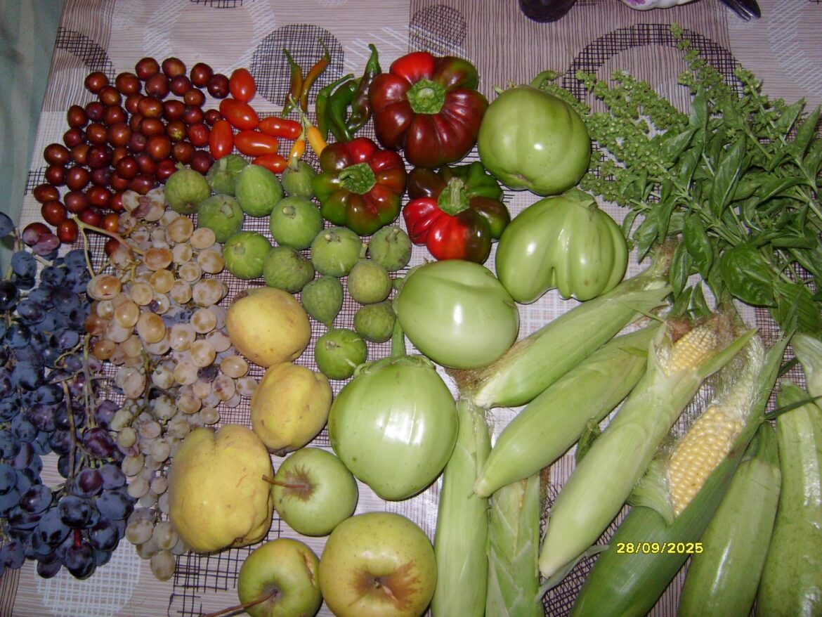 My first fall harvest from this season.🍇🍏🌶🍆🌽🍅