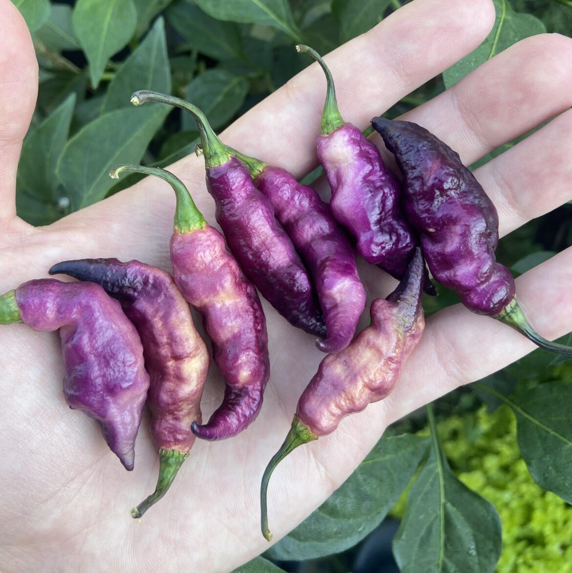 These pink tiger peppers are absolute eye candy.