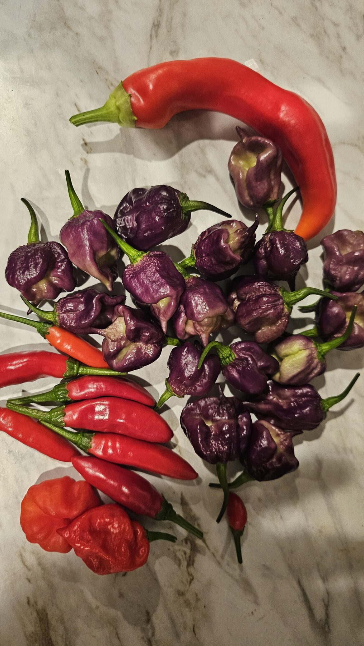 Another day another harvest :D