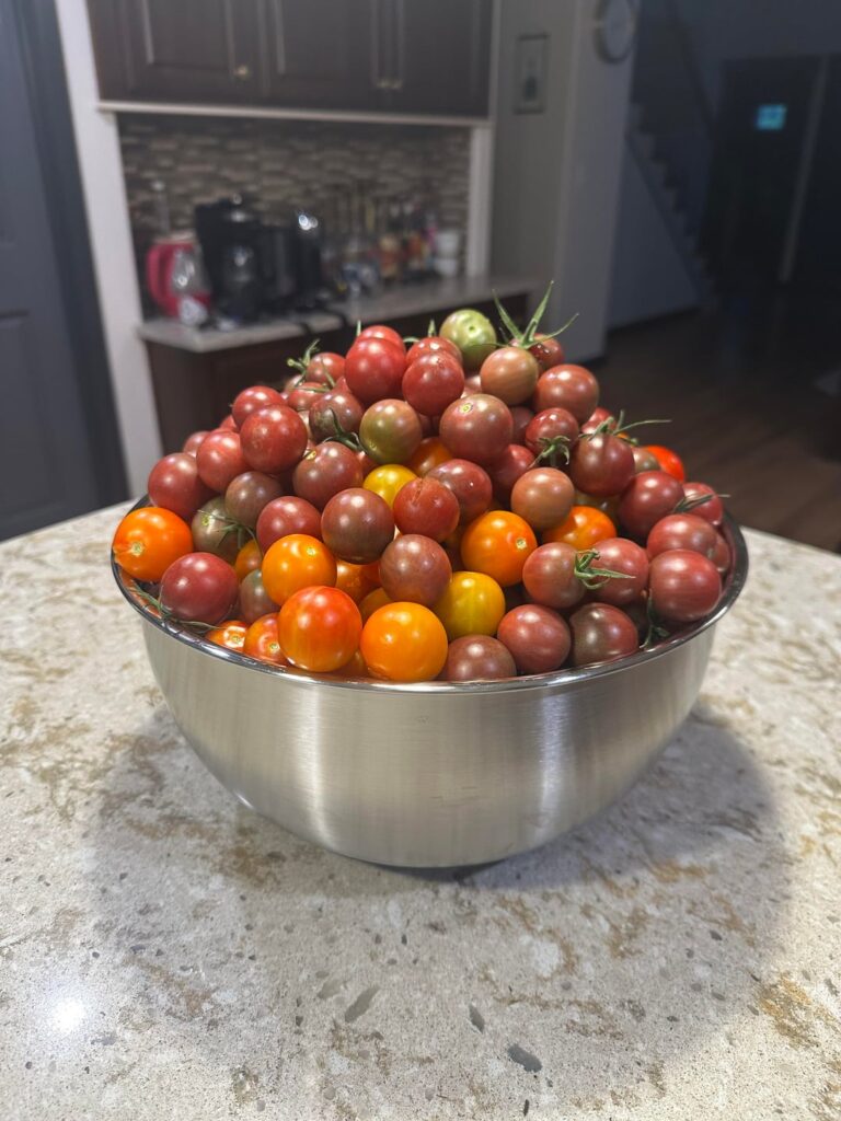 Cherry Tomato Haul