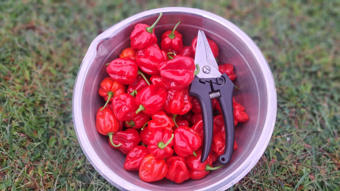 This Mornings Habenero Harvest! This Mornings Habenero Harvest!