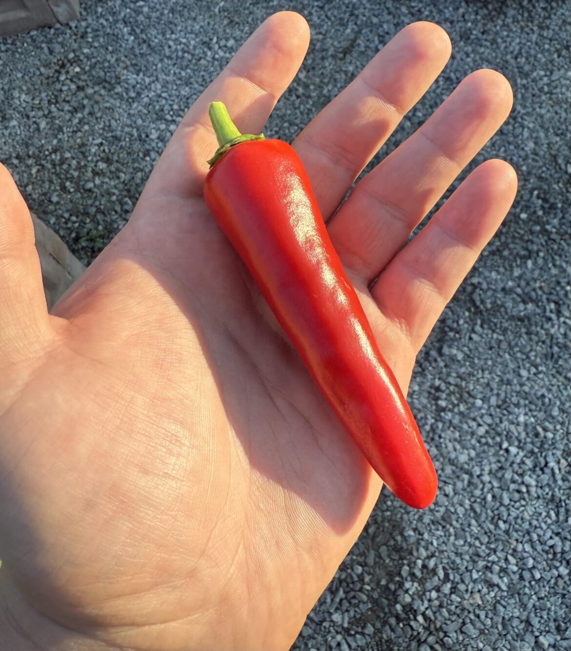 It only took until September, but I finally have my first ripe pepper of the season