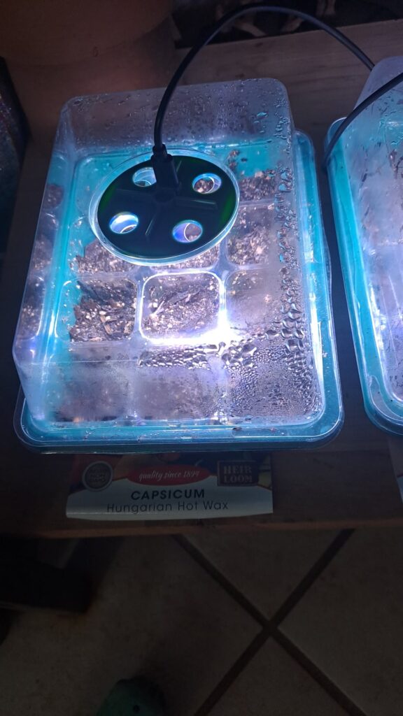 Seeds planted in little greenhouses.