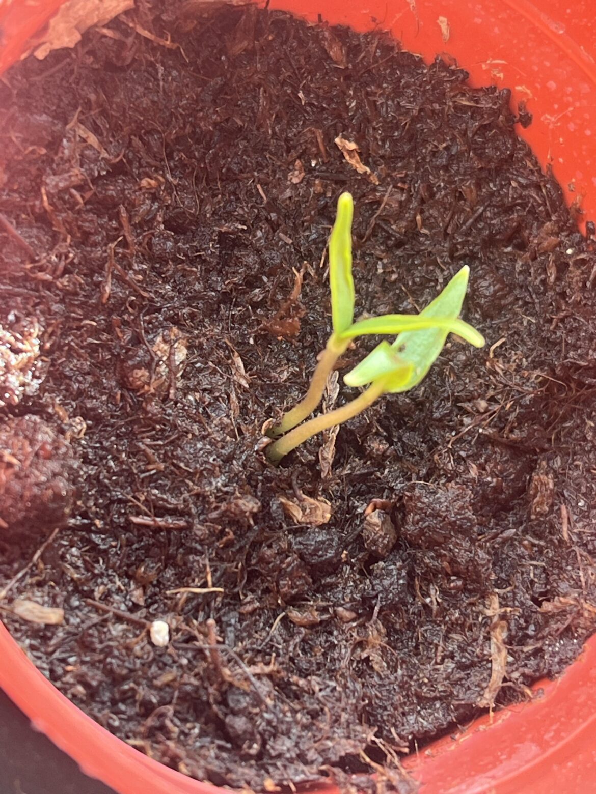 What to do about double sprouts