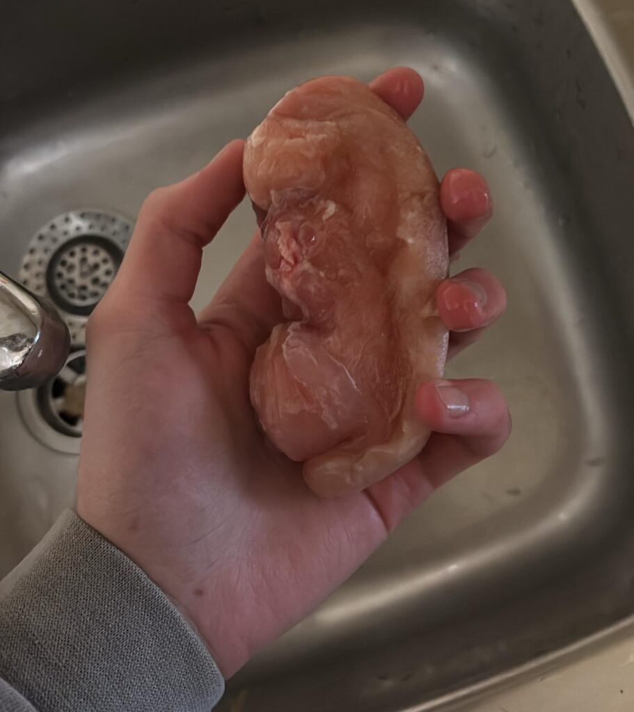 My chicken that was supposed to be my dinner tonight decided to disguise itself as an embryo