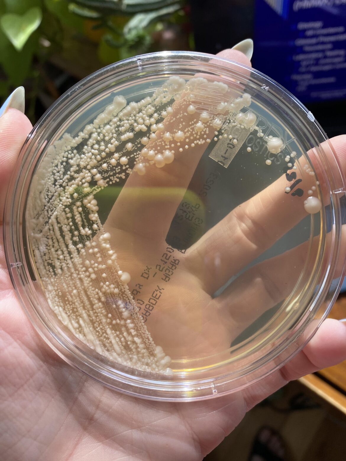 I cultured my sourdough starter